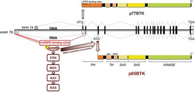 p65BTK Is a Novel Biomarker and Therapeutic Target in Solid Tumors